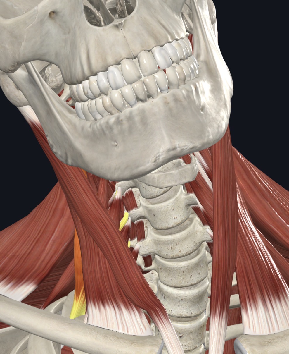 <p>Flexes neck laterally; elevates 1st rib during forced inspiration</p>