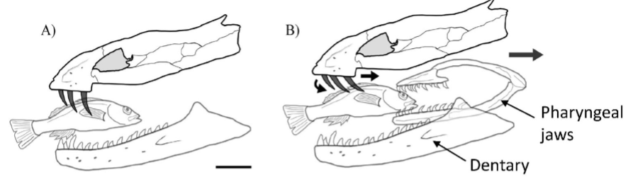 <p>primarily eat large fish, capture w outer jaws + eat fish w inner jaws</p>
