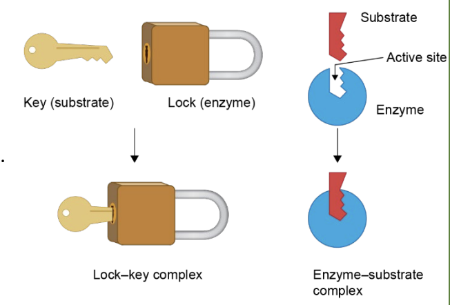 <p>There are two models created to show the process of the substrate binding to the active site, forming the enzyme/substrate complex.</p><p>Lock And Key Model:</p><ul><li><p>States that the active site is rigid</p></li><li><p>The substrate is specifically shaped to fit into the active site (a lock and key).</p></li><li><p>Once the enzyme/substrate complex is formed, the close proximity of the molecules allows for the reaction to occur quickly.</p></li><li><p>After testing this model, a few changes were made leading to the amended version, the Induced Fit Model.  </p></li></ul><p>Induced Fit Model:</p><ul><li><p>This model is based on the realisation that the active site is not rigid.</p></li><li><p>When a substrate binds to the active site, it will undergo a conformational change to the shape of the substrate.</p></li><li><p>This has two advantages: Shows how some enzymes exhibit specificity e.g lipase can bind to a variety of lipids, it also explains how catalysis occurs as the conformational change stresses the bonds in the substrate and increases reactivity. </p></li></ul><p></p>