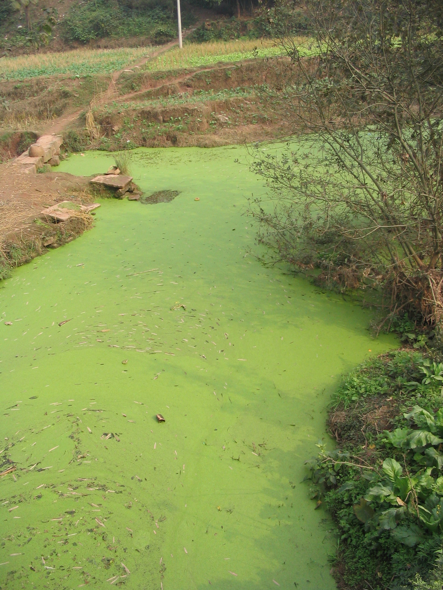 <p>☆ what is <strong>eutrophication</strong>?</p>