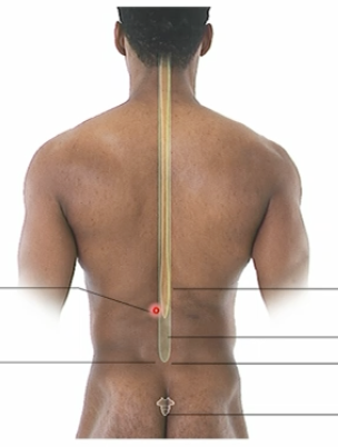 <p>To reduce the risk of the needle hitting the spinal cord.</p>