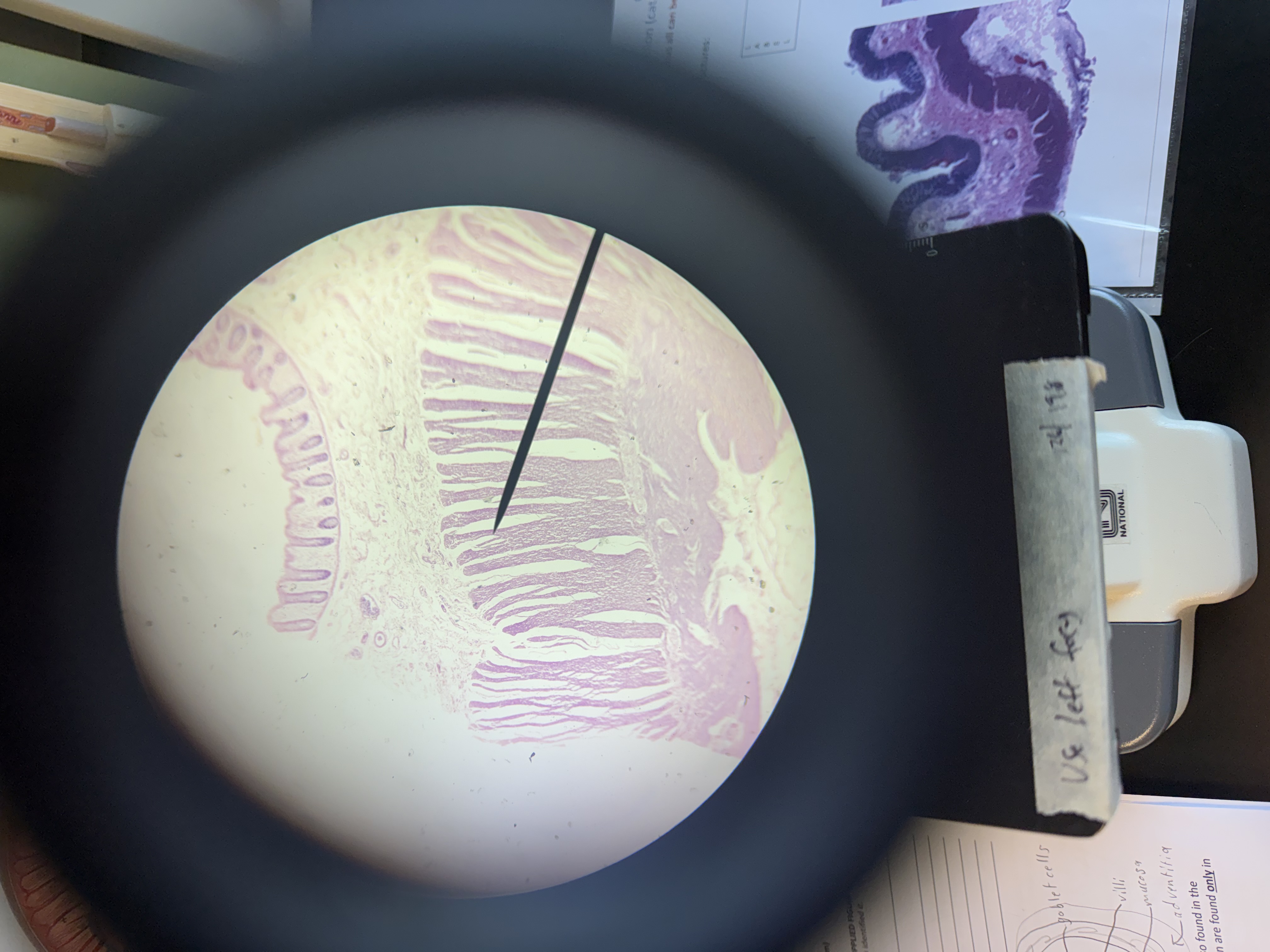 <p>large intestine histology</p>