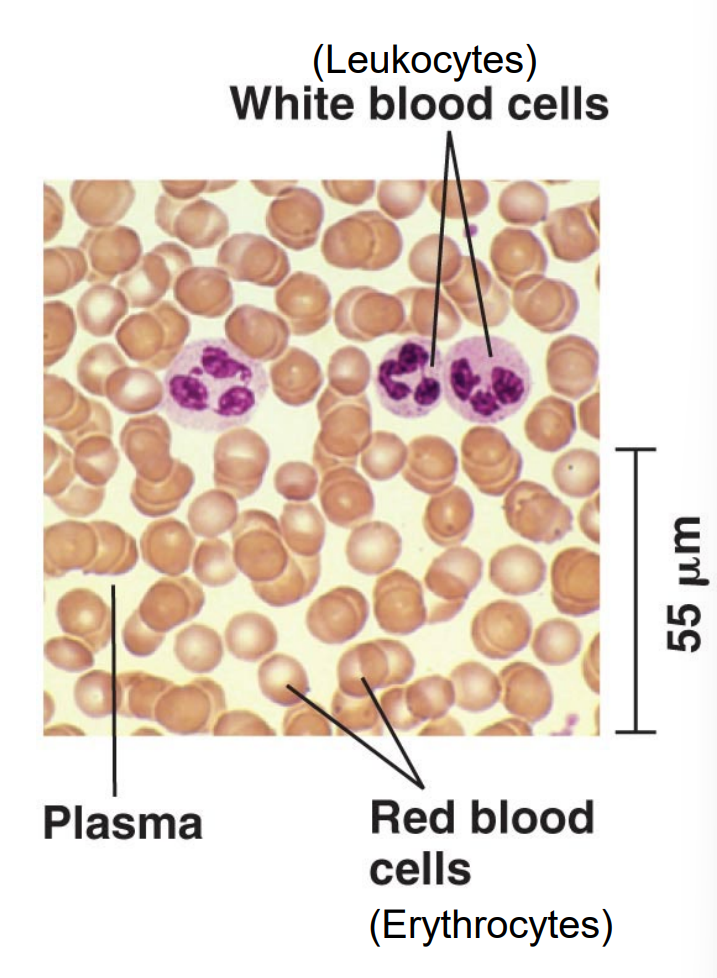 <p>A liquid connective tissue that transports oxygen, nutrients, wastes, and immune cells throughout the body; composed of blood plasma, erythrocytes, leukocytes, and platelets</p>
