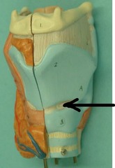 <p>Identify this structure.</p>