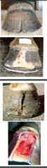 <p>Type 1</p><p>- Doesnt involve coronet</p><p>- TX: resect to normal laminae, bar shoe + wall clips </p><p>Type 2 </p><p>- involves coronet</p><p>- TX: complete hoof wall strip, bar shoe + wall clips</p>