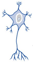 <p>Neuron structure - 3 or more processes extending from the cell body</p>