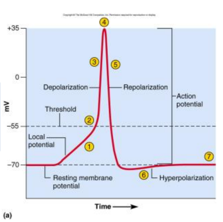 <ul><li><p>More dramatic changes in areas of high density of voltage-gated channels occur</p><ul><li><p>Trigger zone up to 500 channels / um2 (normal is 75)</p></li></ul></li></ul><ol start="2"><li><p>If threshold potential (-55mV) is reached voltage-gated Na<sup>+</sup> channels open (Na<sup>+</sup> enters causing depolarization)</p></li><li><p>Past 0 mV, Na<sup>+</sup> channels close: depolarization</p></li><li><p>Slow K<sup>+</sup> gates fully open</p></li><li><p>K<sup>+</sup> exits, repolarizing the cell</p></li><li><p>Negative overshoot produces hyperpolarization, excessive exiting of K<sup>+</sup></p></li></ol><p></p>