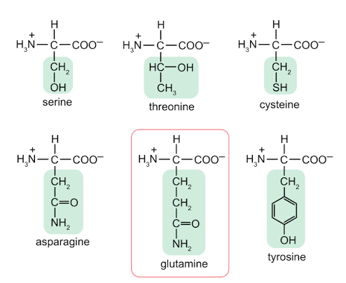 <p><span style="background-color: transparent;">R groups tend to stick to each other by </span><span>hydrogen bonding</span><span style="background-color: transparent;">; often found on the outside of the folded polypeptide to interact with water molecules</span></p><p></p>