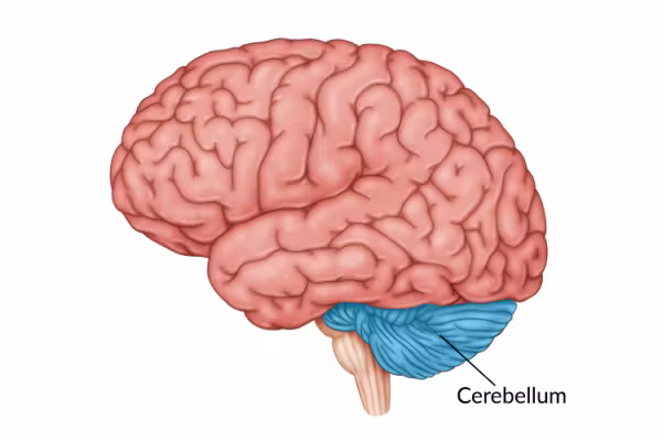 <p>Cerebellum </p><p><strong> Regions?</strong></p>