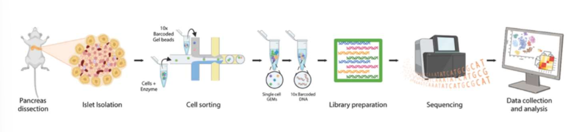 <p>thhe researchers peformed this of isolated islets from the three ages after LT IF. this technique analyzes gene expression at the single cell level (useful for identifying diff cell types, understanding developmental processes, and studying disease mechanisms</p>