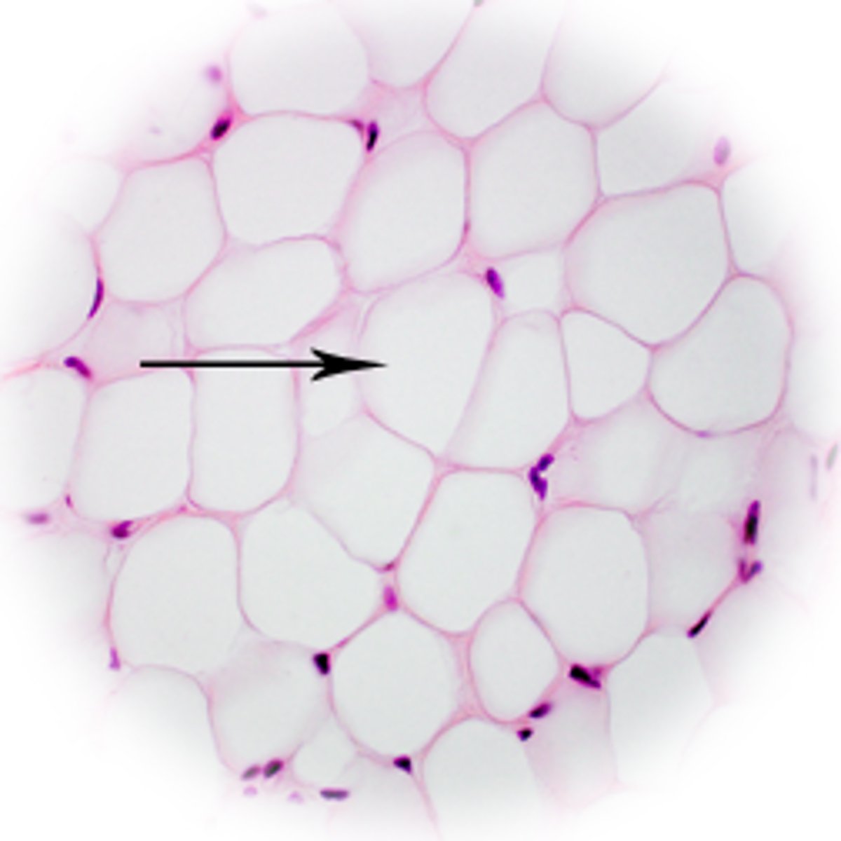 <p>type of structure?</p>