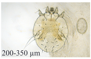 <p>who’s that pokemon ? </p>