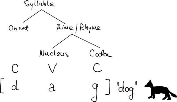 <p>syllable - made up of a vowel (in the nucleus) and some number of consonants (in the onset and coda)</p><ul><li><p>rhyme - nucleus and coda</p></li></ul><p></p>