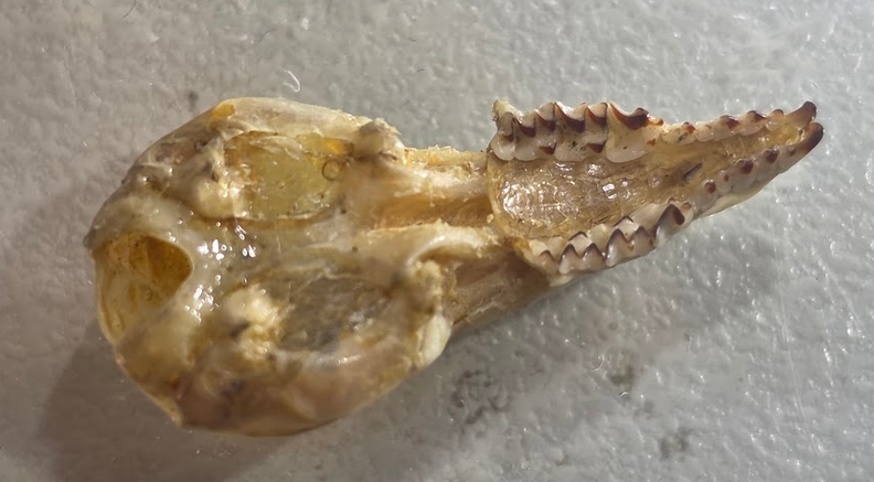 <p>What family does this skull belong to?</p>
