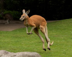 <p>An Australian animal that carries its baby in a pouch and hops is a _____.</p>
