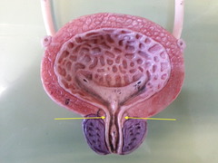<p>structure</p>