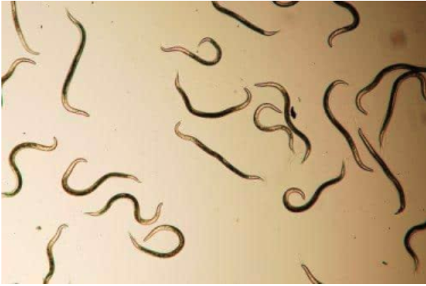 <p><span style="background-color: transparent;">Know the phylum that these organisms belong to&nbsp;</span></p><p><span style="background-color: transparent;">What level of organization is present in these organisms (cellular? tissue? organ? organ system?)</span></p>