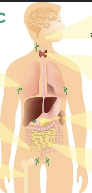 <p>maintaining fluid balance in the body, defending against infections</p>