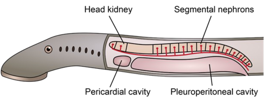 <p>Formed from <strong>both </strong>the <strong>pronephros </strong>(non-functional for excretion) and <strong>mesonephros </strong>tissue</p>