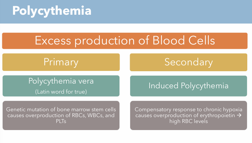 <p>Compensatory response to chronic hypoxia causes overproduction of erythropoietin → high RBC levels</p>