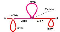 <p>due to the presence of: </p><p>non-coding DNA (introns) </p><p>regulatory genes</p>