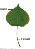 <p>simple leaf (morphological diversity in leaves)</p>