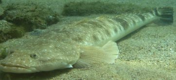 <p>Large fish, hard to see, flattened fish, large head</p>