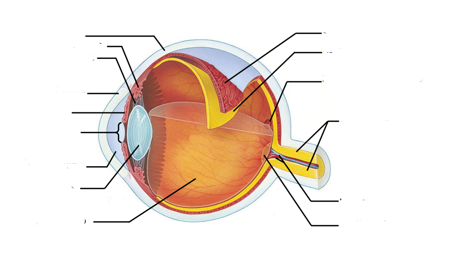 <p>completa l’immagine coi termini corretti</p>