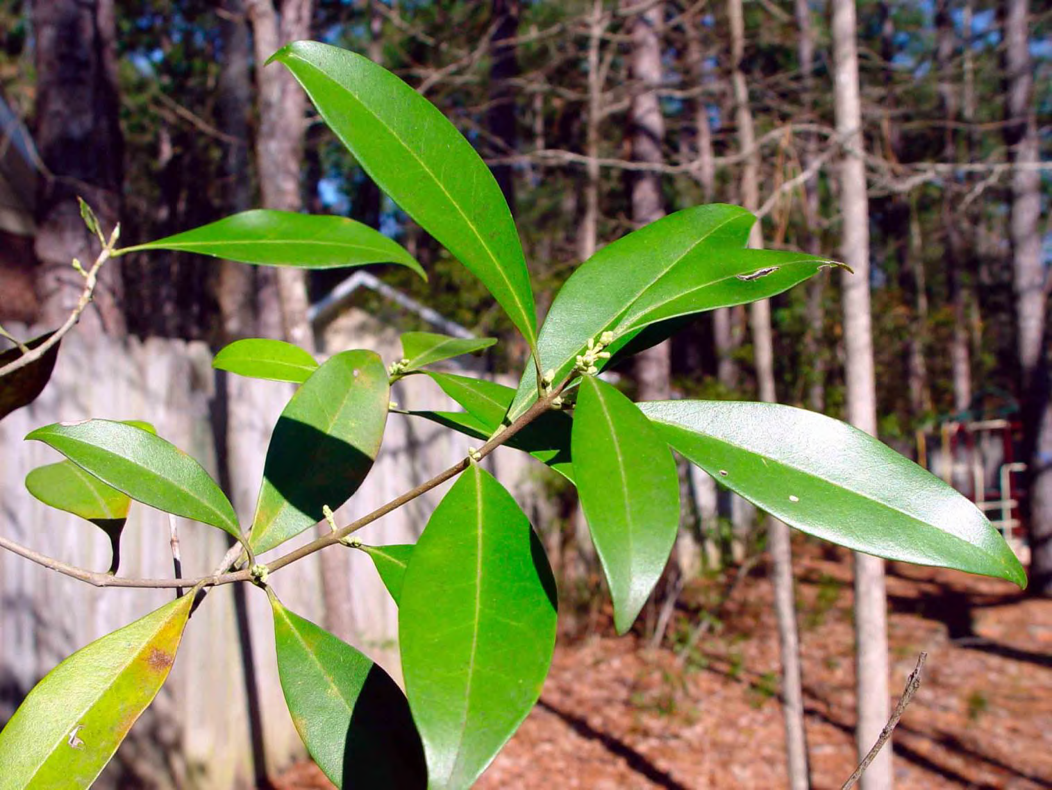 <p>•</p><p>Oleaceae</p><p>•</p><p>Similar to Symplocos tinctoria</p><p>•</p><p>Formally known as Osmanthus americanus</p><p>•</p><p>Key Characters:</p><p>•</p><p>Evergreen leaves</p><p>•</p><p>Opposite leaves</p>
