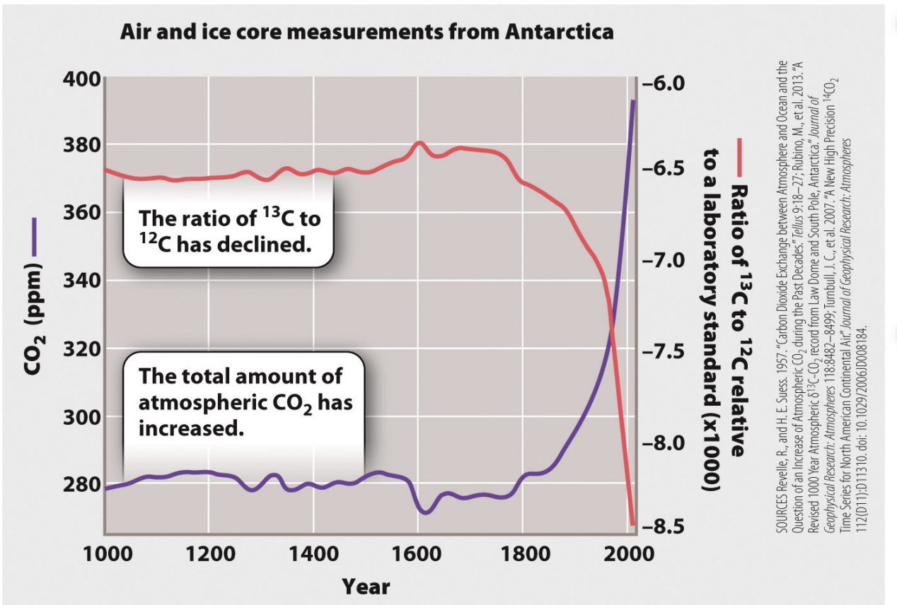 <ul><li><p>Atmospheric carbon levels have increased, but the ratio of 13C to 12C has declined.</p></li><li><p>Source of excess carbon is 13C depleted compared to carbon originally in the atmosphere</p></li><li><p><span style="background-color: inherit; line-height: 19.55px; color: windowtext;">Match concentration to source</span><span style="line-height: 19.55px; color: windowtext;">&nbsp;</span></p></li><li><p class="Paragraph SCXO66956590 BCX0" style="text-align: left;"><span style="background-color: inherit; line-height: 19.55px; color: windowtext;">C14 is not stable -> radiodecays (use for carbon dating)</span><span style="line-height: 19.55px; color: windowtext;">&nbsp;</span></p><ul><li><p class="Paragraph SCXO66956590 BCX0" style="text-align: left;"><span style="background-color: inherit; line-height: 19.55px; color: windowtext;">Die -> stop taking in C14 -> decays</span><span style="line-height: 19.55px; color: windowtext;">&nbsp;</span></p></li></ul></li><li><p class="Paragraph SCXO66956590 BCX0" style="text-align: left;"><span style="background-color: inherit; line-height: 19.55px; color: windowtext;">Blue line: carbon levels have inc</span><span style="line-height: 19.55px; color: windowtext;">&nbsp;</span></p></li><li><p class="Paragraph SCXO66956590 BCX0" style="text-align: left;"><span style="background-color: inherit; line-height: 19.55px; color: windowtext;">Red line: source that is 13C depleted</span><span style="line-height: 19.55px; color: windowtext;">&nbsp;</span></p><ul><li><p class="Paragraph SCXO66956590 BCX0" style="text-align: left;"><span style="background-color: inherit; line-height: 19.55px; color: windowtext;">12/13 ratio has decreased over tie -> doesn't match atm</span><span style="line-height: 19.55px; color: windowtext;">&nbsp;</span></p></li></ul></li><li><p class="Paragraph SCXO66956590 BCX0" style="text-align: left;">Summary</p><ul><li><p class="Paragraph SCXO66956590 BCX0" style="text-align: left;">Atmospheric CO2 increasing, but natural ratio of 13C/12C ratio is declining (can’t use 14C because it decays) is decreasing → CO2 must be coming from another source</p></li></ul></li></ul><p></p>