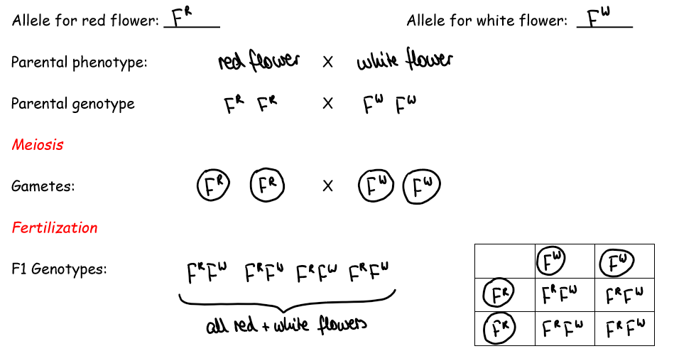 <p>large letter for characteristic and then superscript uppercase letter that is different for each version </p>
