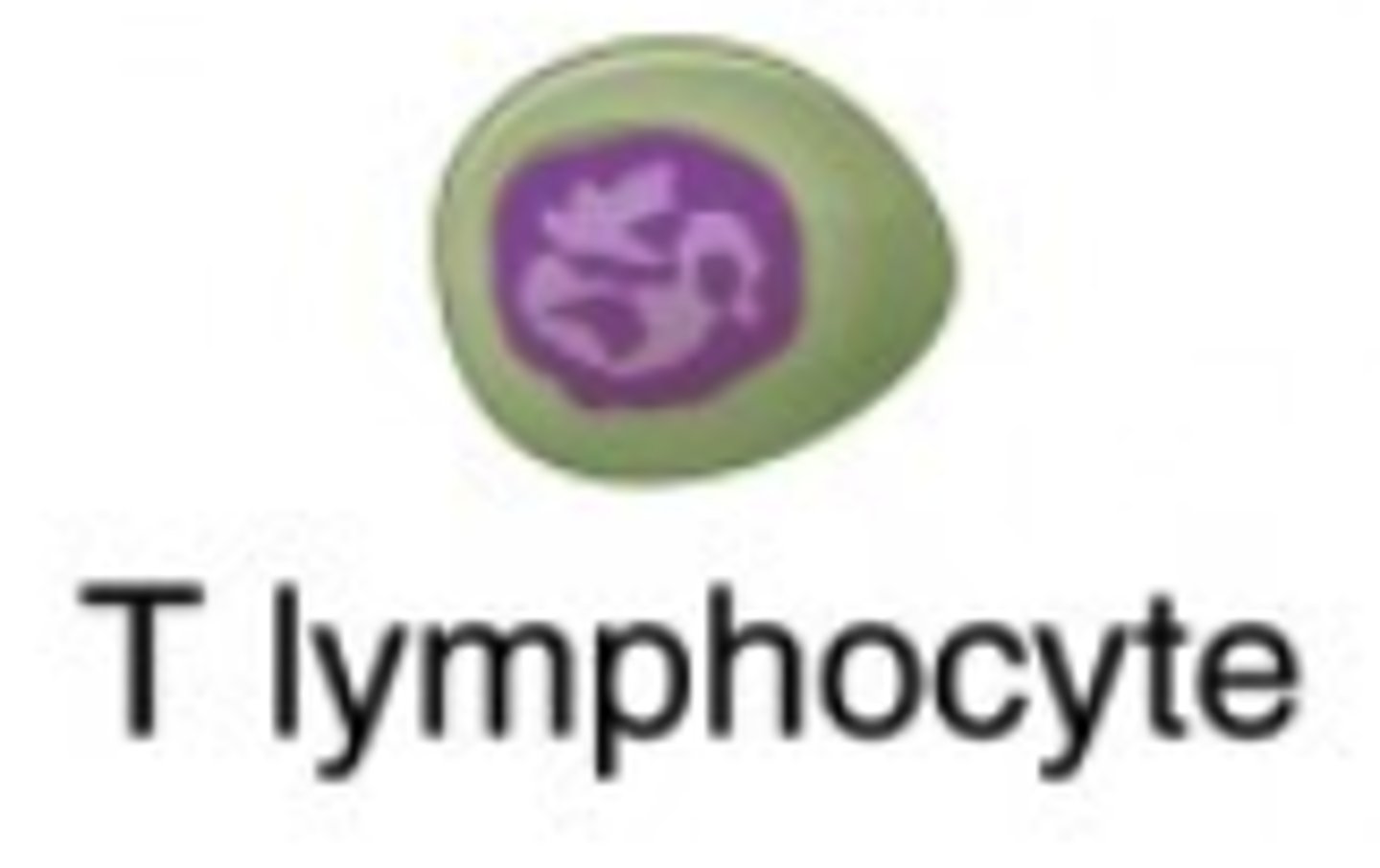 <p>T cells</p>