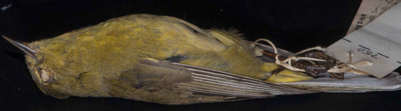 <p>Orange-crowned Warbler</p>