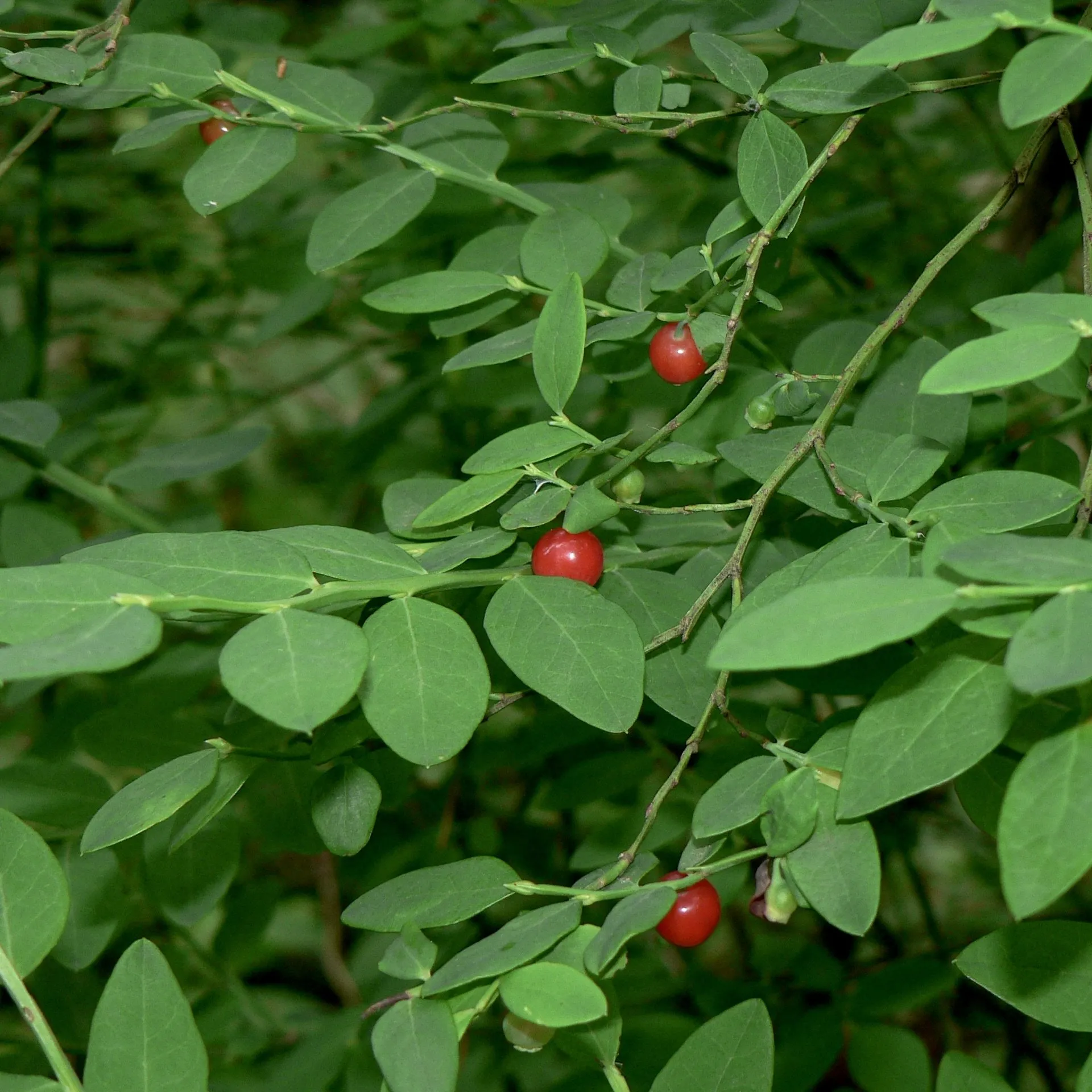 <p>bright green and strongly angled branches, thin and oval bright green leaves, bright red berries </p>