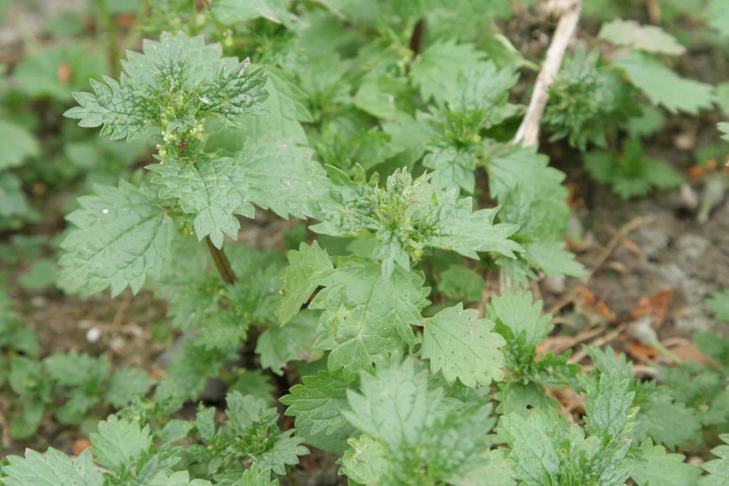 <p>Urtica urens</p>