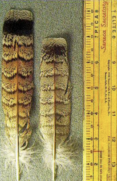 <p>Looking at their tail feathers: if the “band” is solid, then it is a male, if the “band” is broken up, then it is a female. (However, some males can have broken “bands” so it’s best to use other methods of sexing). Measuring the central tail feather: If it is greater than or equal to 5.75-6,” then it is a male, if it is less than or equal to 5.5,” then it is a female- if it is between the two then you cannot tell just based off of the central tail feather. Rump feathers: if there are two or more spots, then it is a male, if there is only one spot, then it is a female. </p>