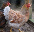 <p>welk type kip is dit</p>