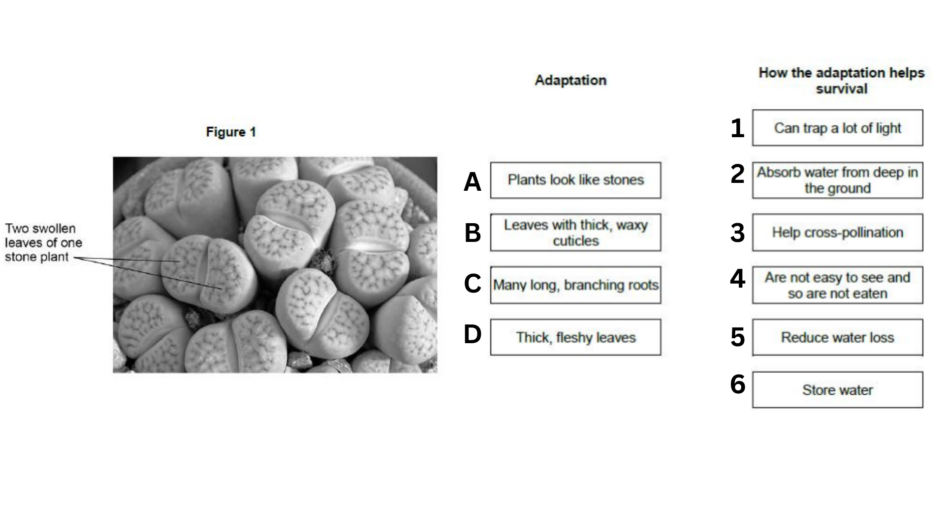 <ul><li><p>The stone plant, <em>Lithops bromfieldi,</em> is adapted to live in very dry deserts. </p></li><li><p><strong>Figure 1</strong> shows several stone plants.</p></li><li><p>The stone plant has many adaptations that help it to survive in the desert. </p></li></ul><p>Draw <strong>one</strong> line from each adaptation to how the adaptation helps the stone plant to survive. [4 marks]</p>