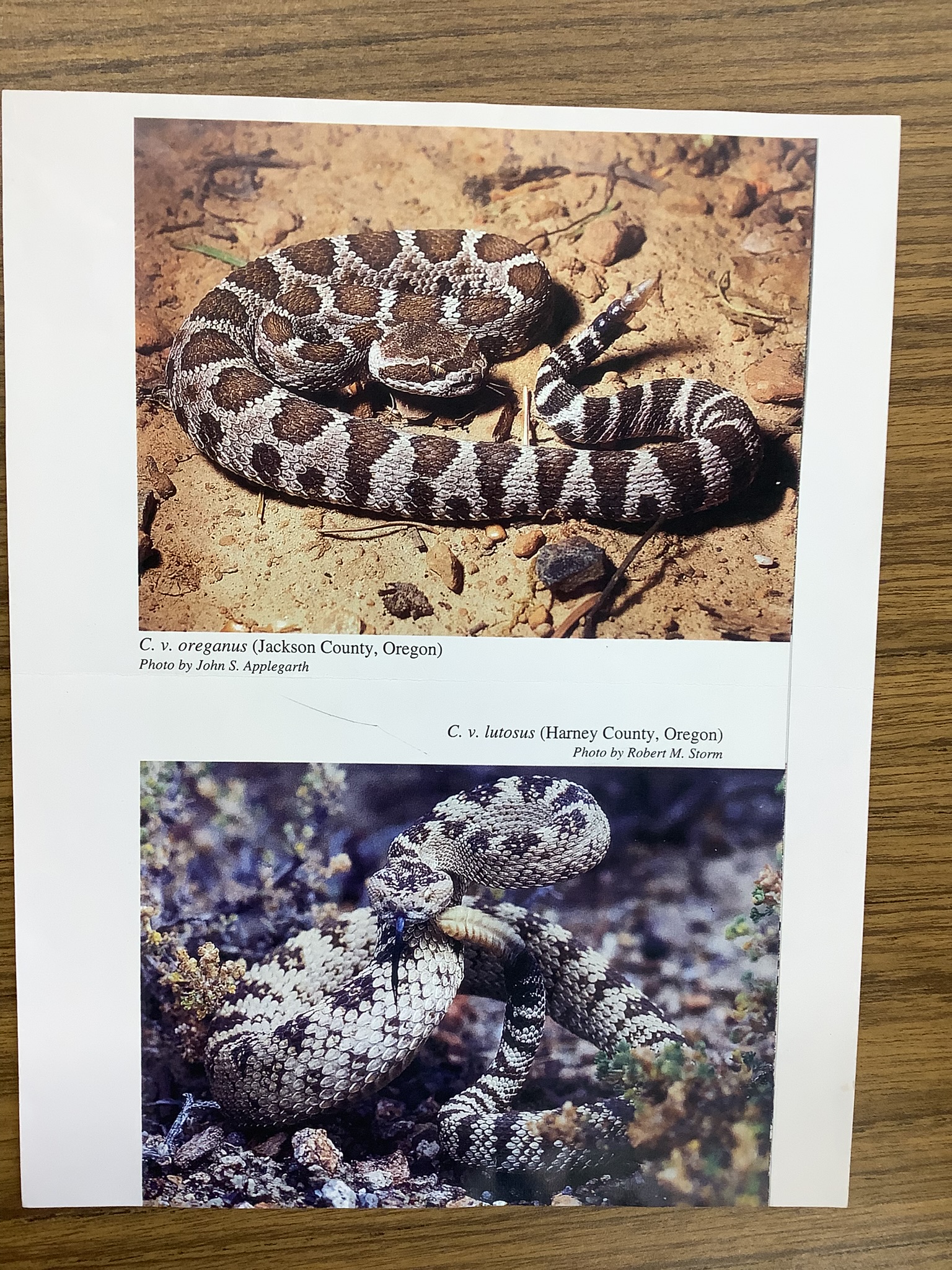 <p>Class Reptillia </p><p>Order Squamata </p><p>Western rattlesnake </p>