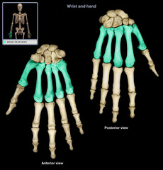 <p>How many bones make up the metacarpals?</p>