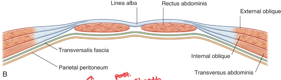 <p>there is none; it is what is below the belly button and since this area is soft, it is prone to hernia’s</p>