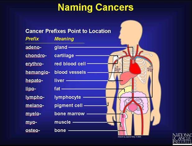<p>based on cell type that became cancerous</p>