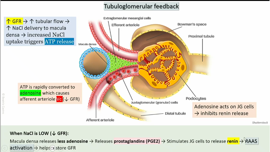 <ol><li><p>low GFR leads to low tubular flow</p></li><li><p>low amounts of Nacl delivered to the macula densa</p></li><li><p>decreased NaCl uptake triggers less ATP release, which is then turned into adenosine</p></li><li><p>less adenosine release leads to <strong>prostoglandin </strong>release</p></li><li><p><strong>prostoglandin </strong>acts on JG cells, which activates <strong>RAAS</strong></p></li><li><p><strong>RAAS </strong>helps restore GFR</p></li></ol><p></p>