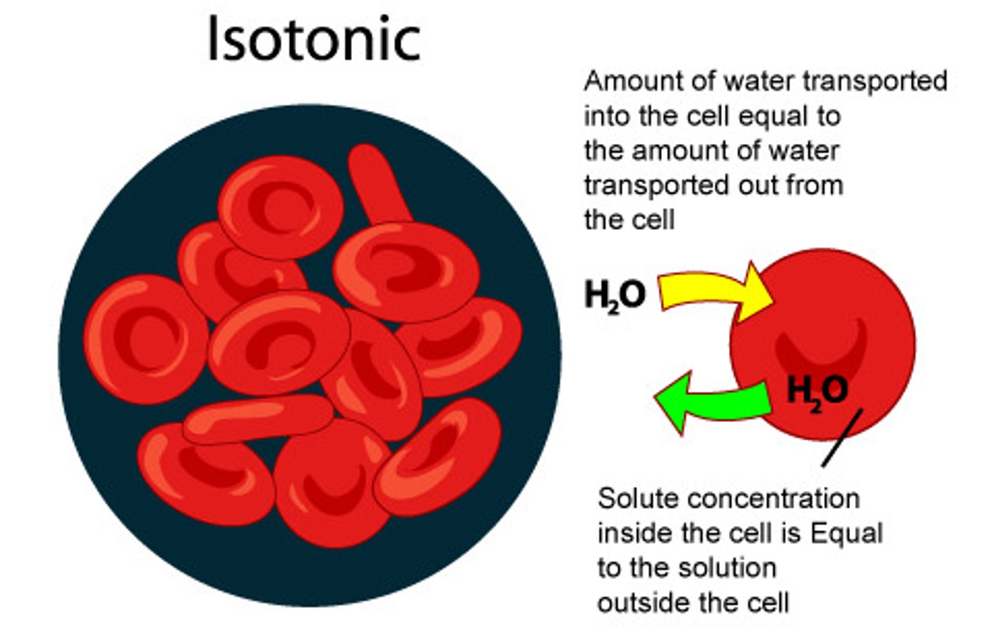 <p>a solution whose solute concentration is equal to the solute concentration inside a cell</p>