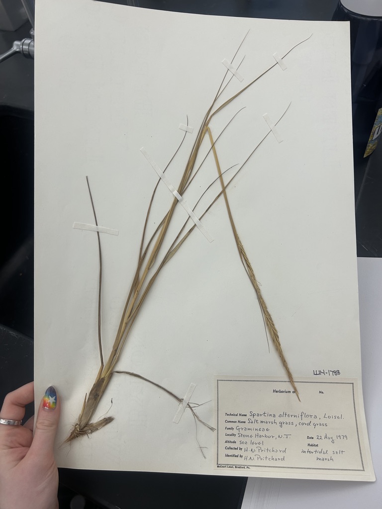 <p>Saltmarsh cordgrass</p>