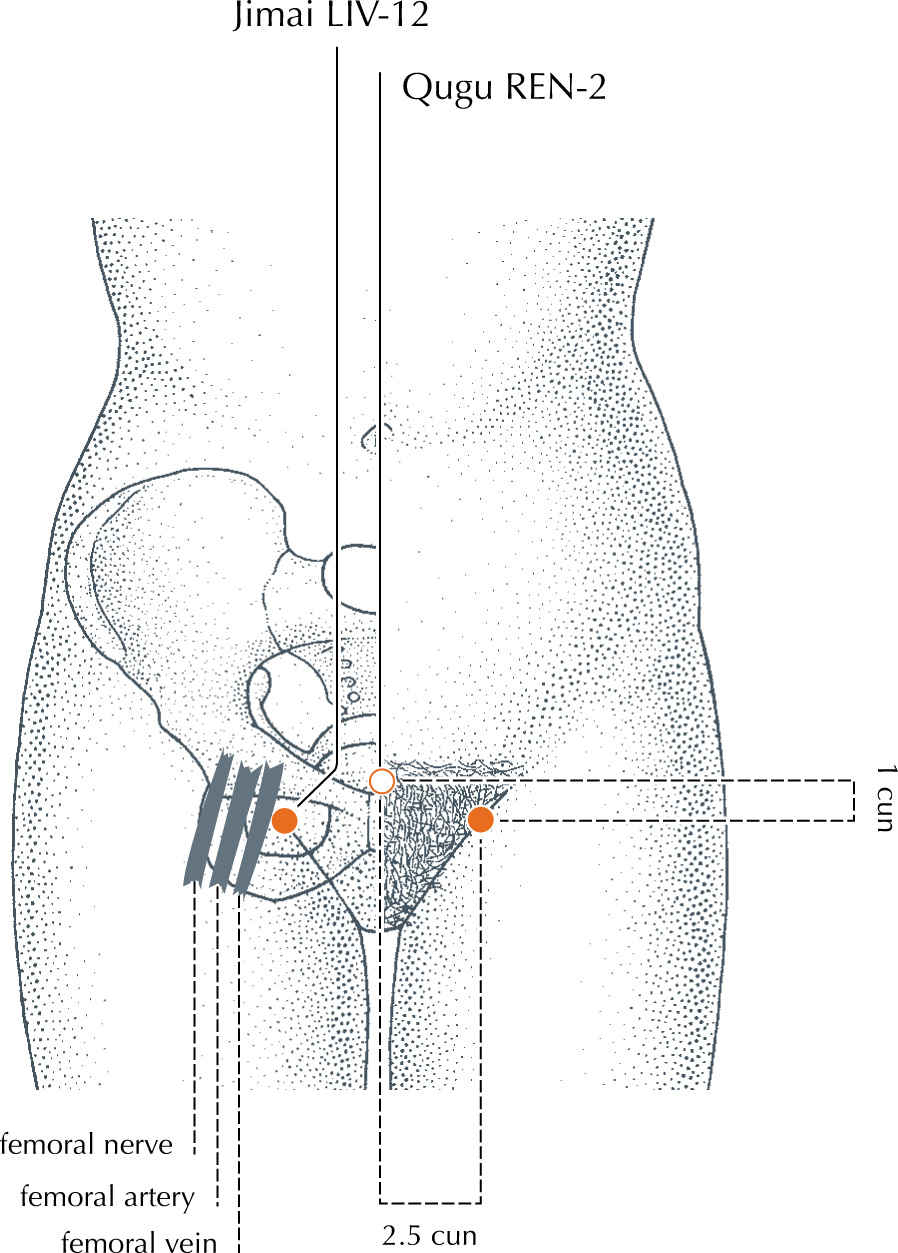 <p>(0.5 to 1 cun obliquely towards the heel, or perpendicular insertion 0.5 cun to 0.8 cun.)</p><p>take care not to penetrate femoral vein</p><p></p>