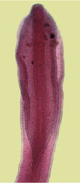 <p>Pseudophyllidean cestodes</p>