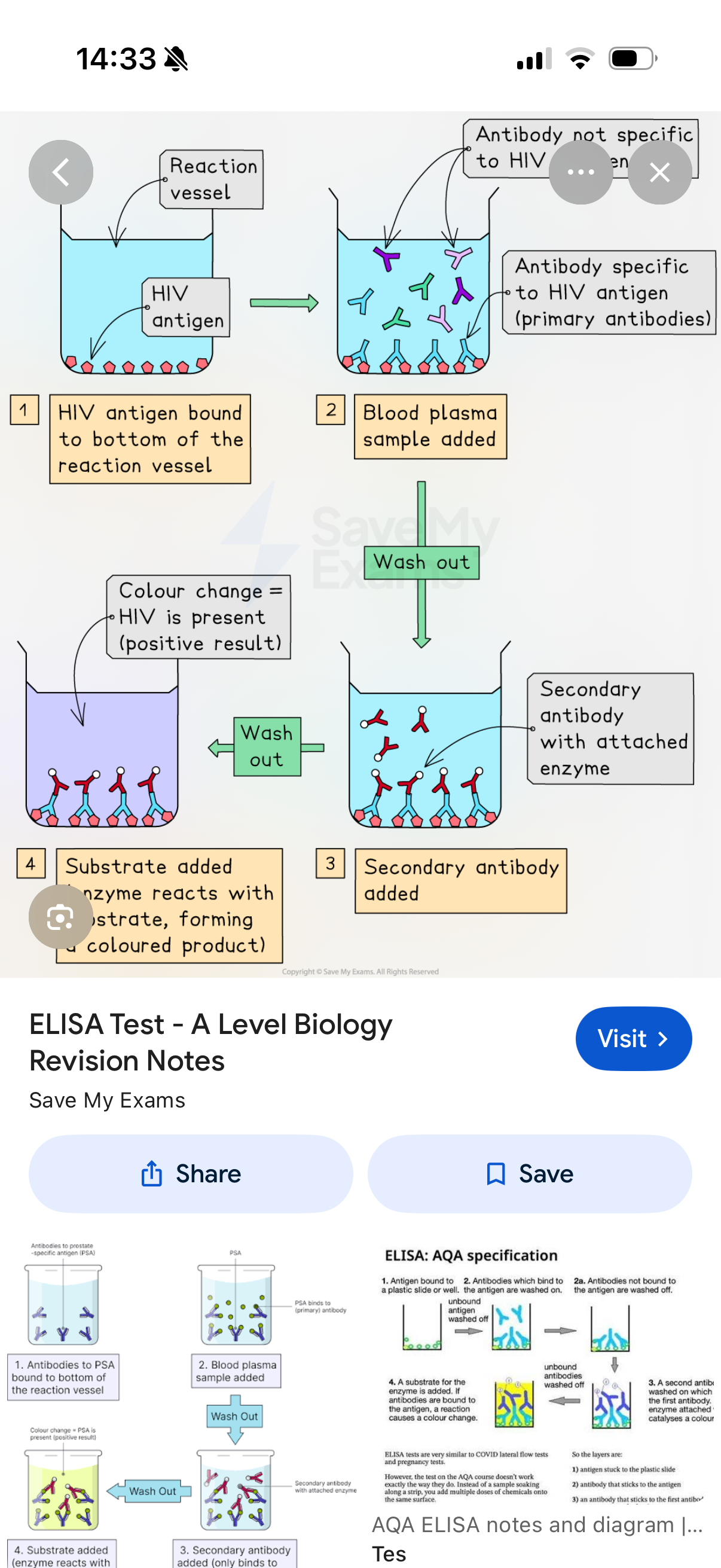 <p>ELISA Test:</p><ol><li><p>What happens next?</p></li></ol><p>Step 4 key point: If any antigens are present in the sample, meaning that …2? have formed between these antigens and their specific antibodies, then the reaction which is catalysed by the binding of the substrate and the enzyme produces a detectable signal such as a …3?(A colour change indicates the presence of the target molecule [e.g. antibodies against a specific pathogen],while no colour change means it’s absent)</p><p></p><p>Note that Each 2nd detection antibody is covalently linked to an enzyme(The enzyme will catalyze a reaction that produces a measurable signal I.e. colour change)</p><p></p><p>The Link between the tertiary structure and the success of the ELISA TEST:</p><p>The shape of the variable region on the antibody is controlled by the …4? structure and this allows this protein to bind to the …5? in the sample</p><p>• The shape of the enzyme's active site is controlled by the …6? structure and this allows this enzyme to bind with the …7? resulting in the detectable change.</p><p></p><p>Note:The ELISA test has been used as a …8? tool for HIV, malaria, coeliac disease, hepatitis B and C and numerous other animal diseases but, it can also be used in plant …9? and in the food industry to detect potential …10? like peanuts</p><p></p>