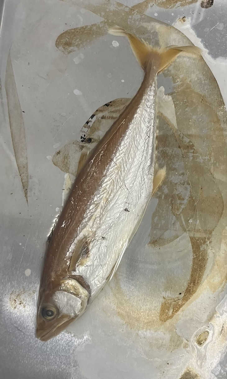 <p>Family Scombridae (mackerels) - <em>Scomberomorus cavalla</em></p>