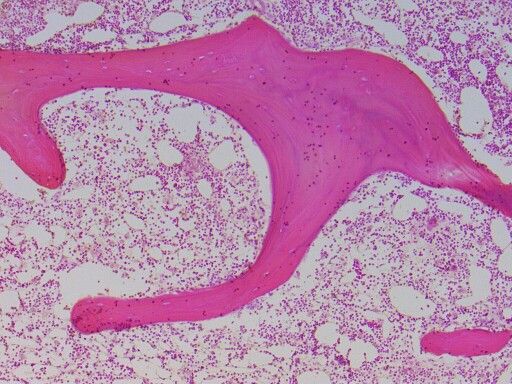 <p>Identifica el tejido</p>